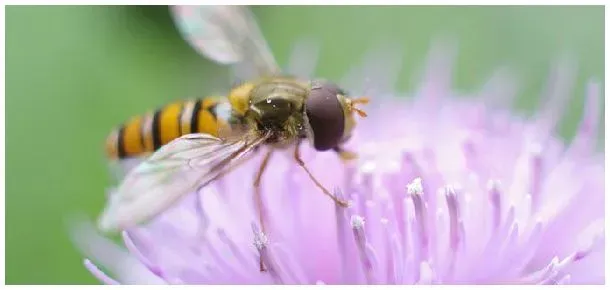 为什么赤眼蜂在生物防治上有重要作用 | 生活常识