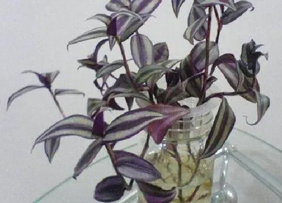 植物常识问题|紫叶吊兰如何养护养成紫瀑布
