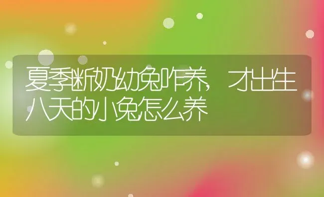 夏季断奶幼兔咋养,才出生八天的小兔怎么养 | 养殖常见问题