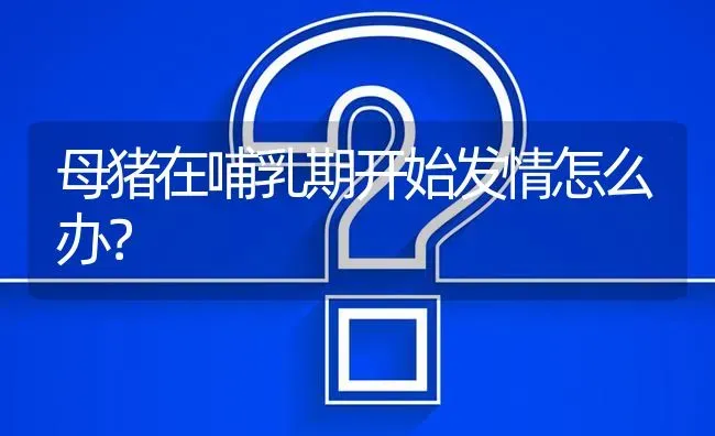 母猪在哺乳期开始发情怎么办? | 养殖问题解答