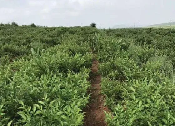 植物常识问题|魔芋长什么样子