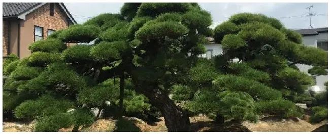 黑松怎么浇水 | 三农问答