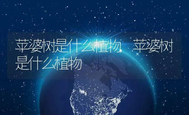 苹婆树是什么植物,苹婆树是什么植物 | 养殖常见问题
