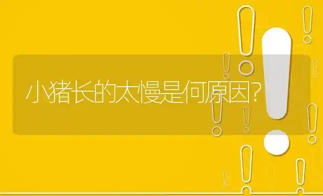 小猪长的太慢是何原因? | 养殖问题解答