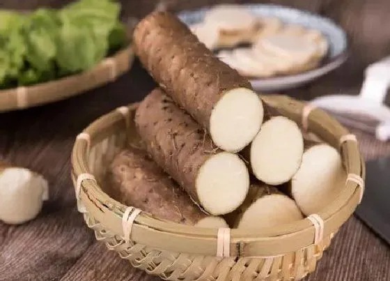 植物常识问题|山药和铁棍山药的区别