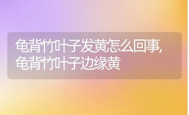 龟背竹叶子发黄怎么回事,龟背竹叶子边缘黄 | 养殖常见问题