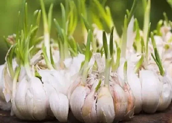 植物常识问题|蒜苗种子的种植方法及时间