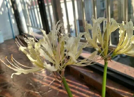 植物常识问题|彼岸花寓意什么意思 彼岸花代表什么象征意义