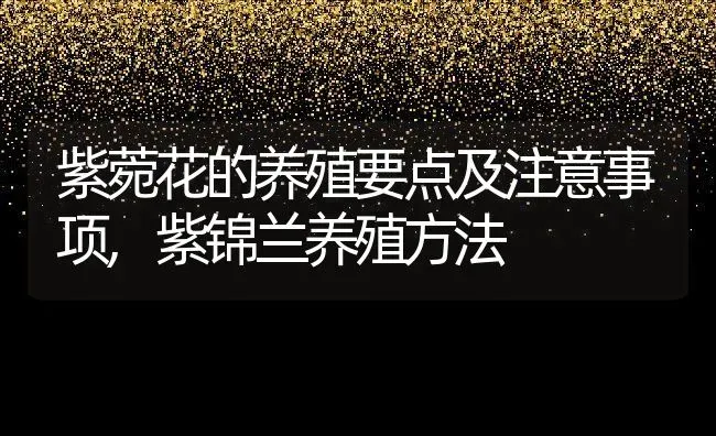 紫菀花的养殖要点及注意事项,紫锦兰养殖方法 | 养殖常见问题