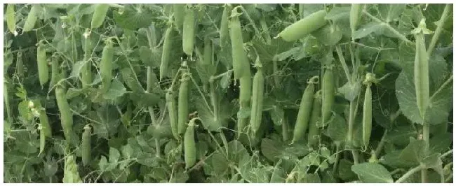 豌豆零下几度能种豌豆种植技术与管理 | 生活常识