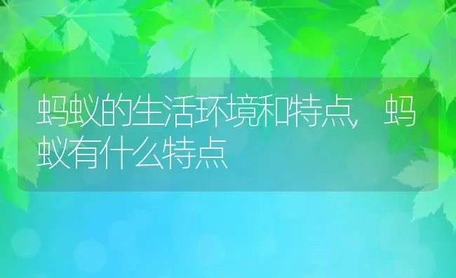 蚂蚁的生活环境和特点,蚂蚁有什么特点 | 养殖常见问题