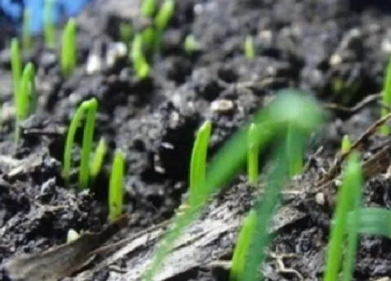 植物常识问题|韭菜根移栽时间方法和注意事项（移栽韭菜根怎么繁殖快）