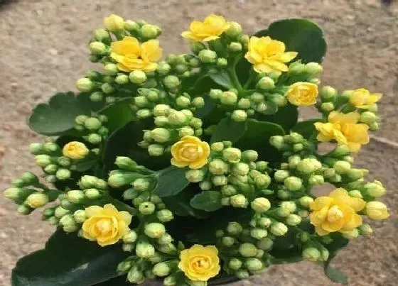 植物常识问题|过了立秋如何养长寿花保证年底开花多