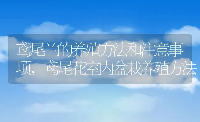 鸢尾兰的养殖方法和注意事项,鸢尾花室内盆栽养殖方法 | 养殖常见问题