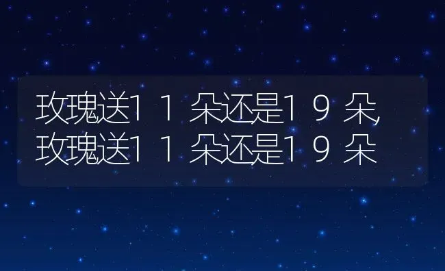 玫瑰送11朵还是19朵,玫瑰送11朵还是19朵 | 养殖常见问题