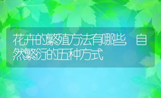 花卉的繁殖方法有哪些,自然繁衍的五种方式 | 养殖常见问题