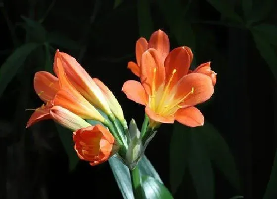 植物常识问题|君子兰春天如何养护新叶越长越整齐