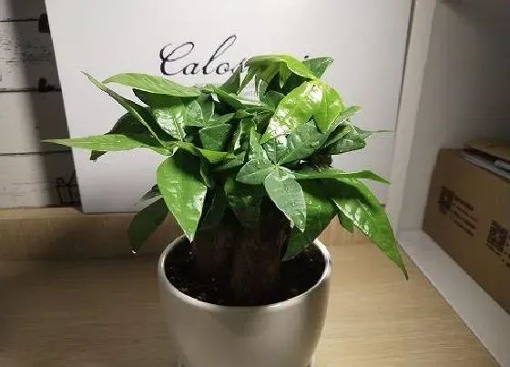 植物常识问题|十大吉利花卉 室内十大吉利招财的花