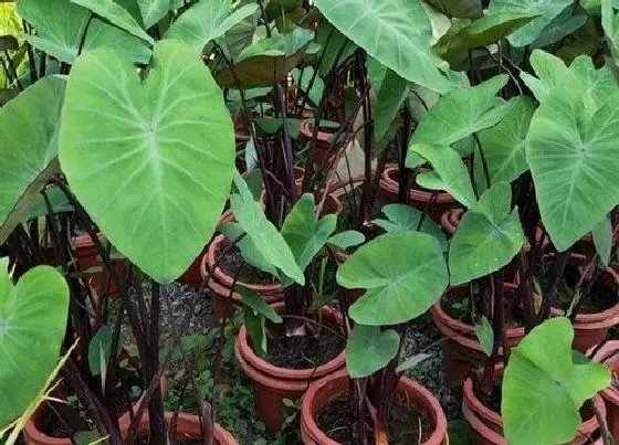 植物常识问题|魔芋长什么样子