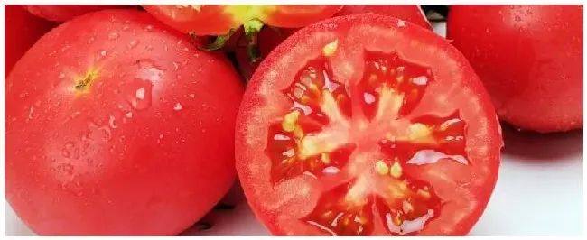 西红柿挂果多久能成熟 | 科普知识