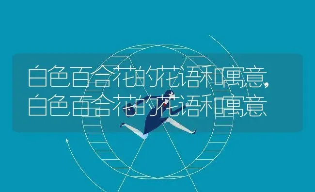 白色百合花的花语和寓意,白色百合花的花语和寓意 | 养殖常见问题