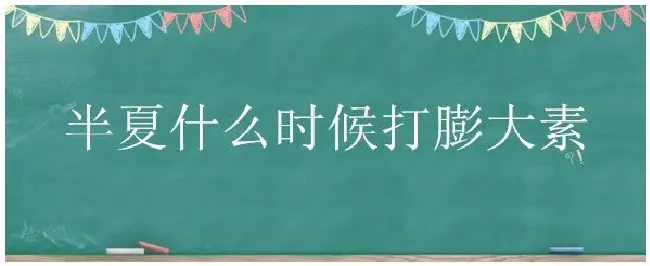 半夏什么时候打膨大素 | 农业常识