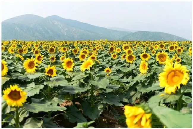 什么样的土质比较适合种植葵花呢？为什么？ | 农业答疑