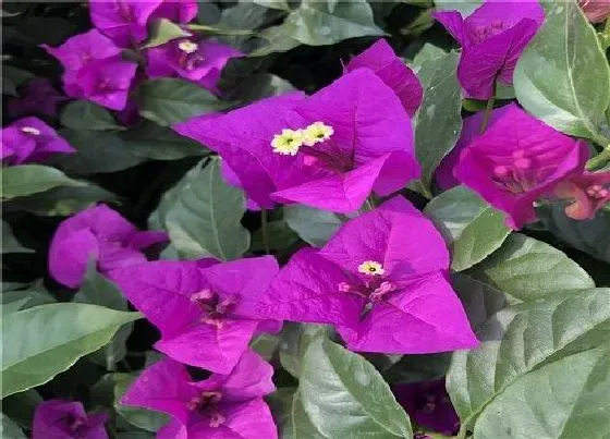 植物常识问题|三角梅怎么嫁接成活率高