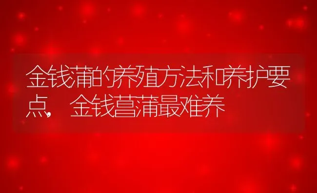 金钱蒲的养殖方法和养护要点,金钱菖蒲最难养 | 养殖常见问题