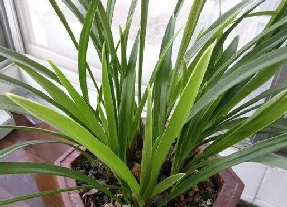 植物常识问题|十大吉利花卉 室内十大吉利招财的花