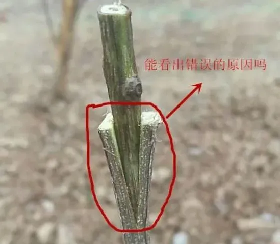 植物常识问题|石榴嫁接有几种接法图解教程（石榴树什么时候嫁接最好）