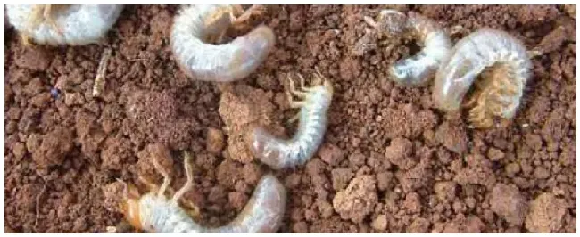 害虫防治原理和方法 | 三农问答