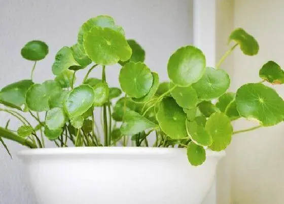 植物常识问题|十大吉利花卉 室内十大吉利招财的花