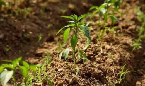 植物常识问题|在家种植辣椒需要注意什么（辣椒苗什么时候栽最合适）