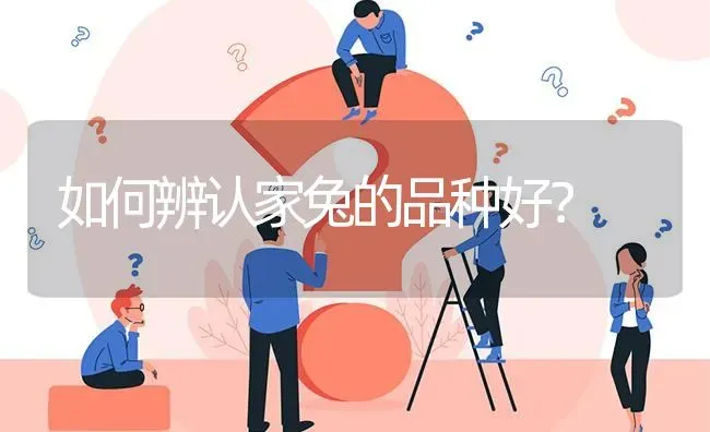 如何辨认家兔的品种好? | 养殖问题解答