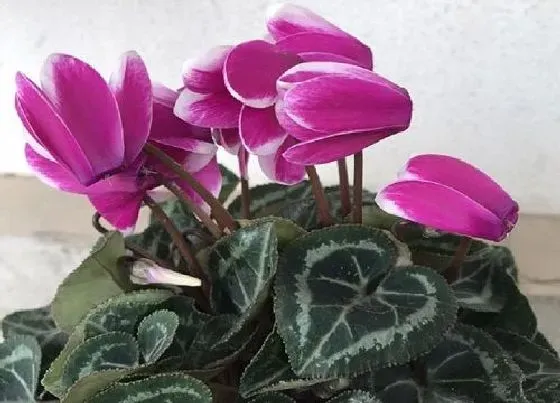 植物常识问题|仙客来花朵叶片瘦小的原因及处理