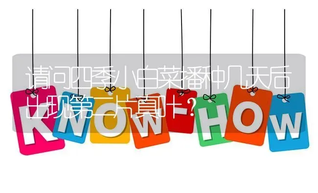 请问四季小白菜播种几天后出现第二片真叶? | 养殖问题解答
