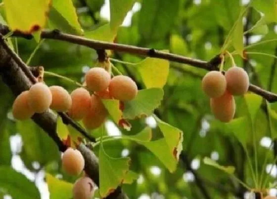 植物常识问题|银杏果子能吃吗 鲜银杏果怎么处理才能食用