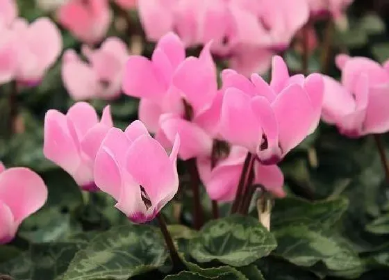 植物常识问题|仙客来花朵叶片瘦小的原因及处理