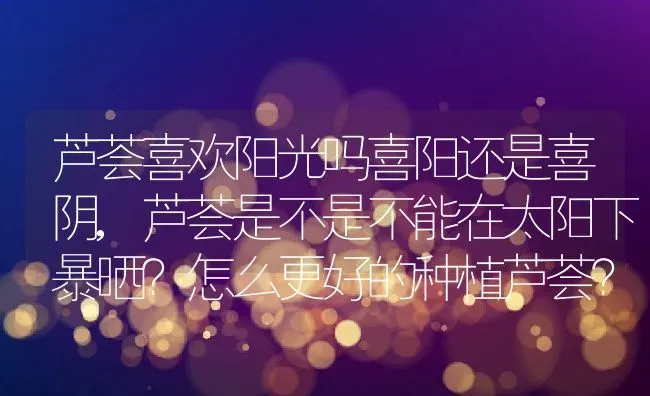 芦荟喜欢阳光吗喜阳还是喜阴,芦荟是不是不能在太阳下暴晒？怎么更好的种植芦荟？ | 养殖常见问题