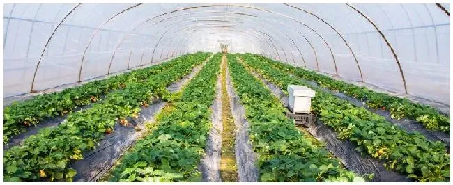 大棚草莓几月份成熟 | 三农答疑