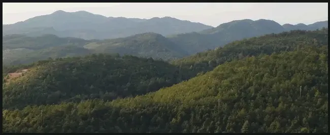 羊肚菌栽培技术 | 生活常识