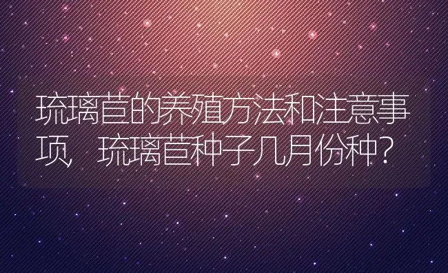 琉璃苣的养殖方法和注意事项,琉璃苣种子几月份种？ | 养殖常见问题