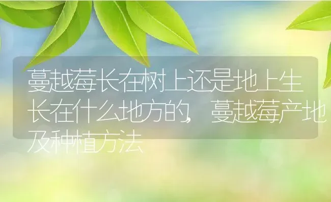 绯红玉仙人球怎么养才能开花,仙人球开花后怎么继续多开花？ | 养殖常见问题