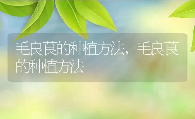 毛良茛的种植方法,毛良茛的种植方法 | 养殖常见问题