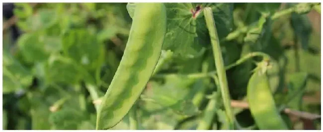荷兰豆种植需要搭架吗 | 农业问题