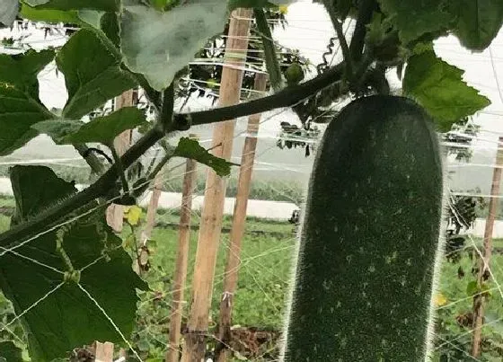 植物常识问题|节瓜和冬瓜的区别图片（冬瓜节瓜是一个品种的瓜吗）