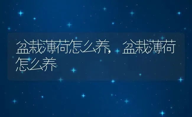 盆栽薄荷怎么养,盆栽薄荷怎么养 | 养殖常见问题