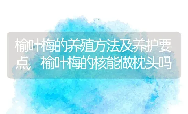 榆叶梅的养殖方法及养护要点,榆叶梅的核能做枕头吗 | 养殖常见问题