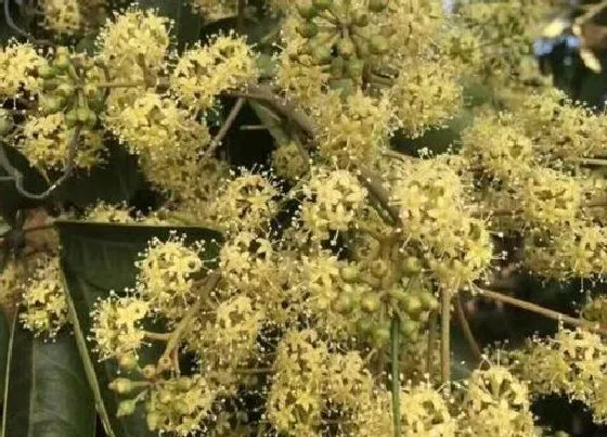 植物常识问题|鸭脚木适合室内还是室外